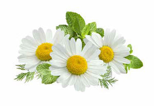 AATU Super 8 Chamomile